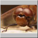 Sympetrum striolatum - Grosse Heidelibelle m08.jpg